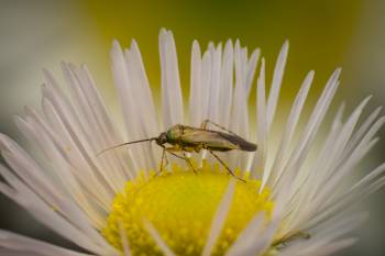 Common Nettle Flower Bug