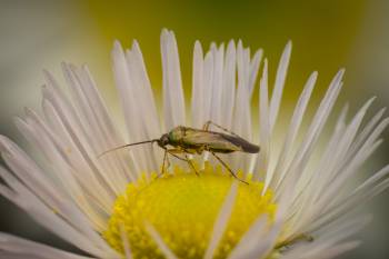 Common Nettle Flower Bug | Common Nettle Flower Bug