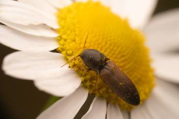 Agriotes ustulatus | Agriotes ustulatus