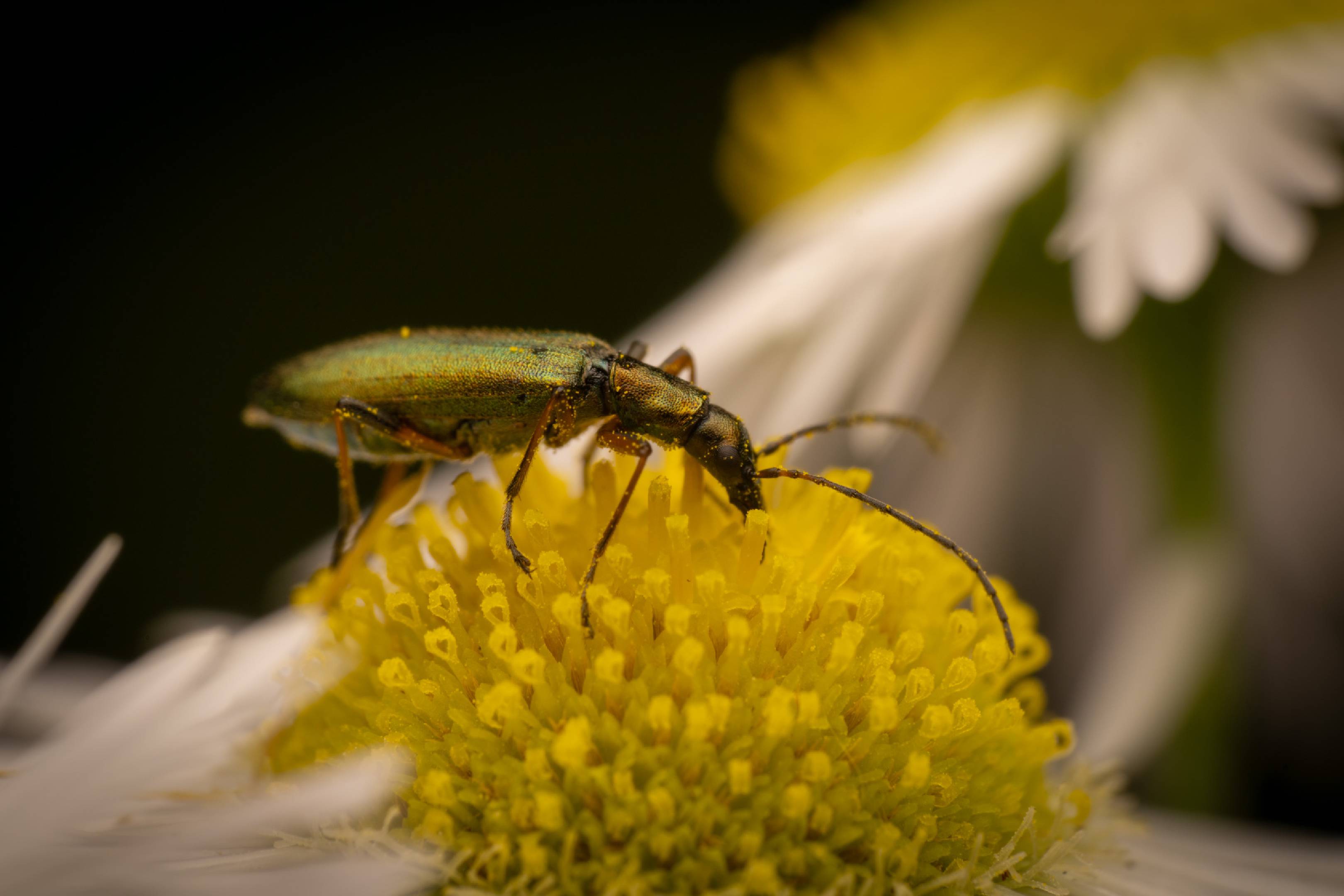 Chrysanthia viridissima