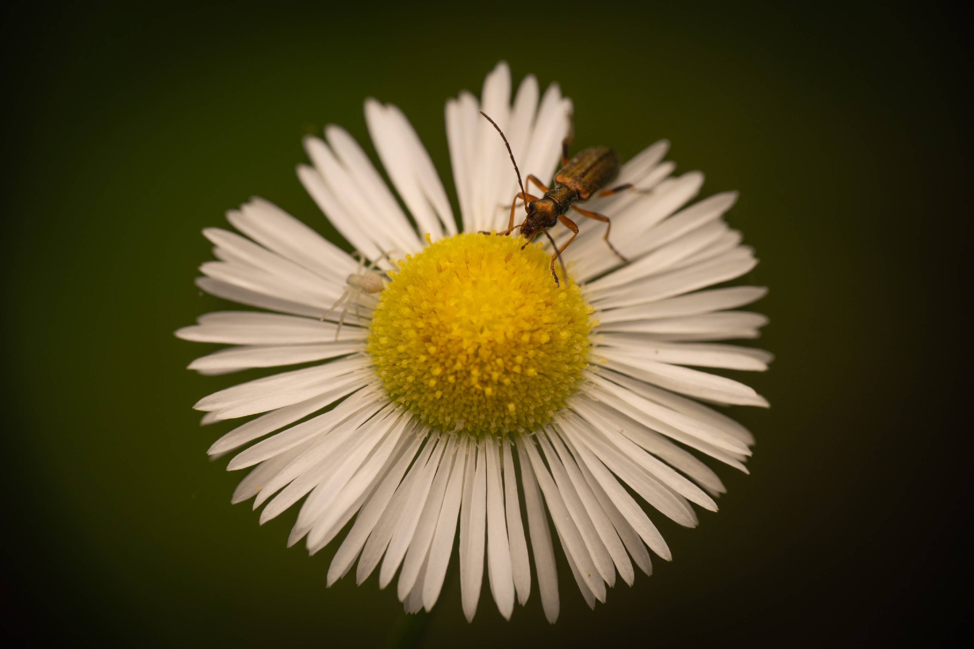 Chrysanthia viridissima