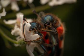 Bee-eating Beetle | Bee-eating Beetle