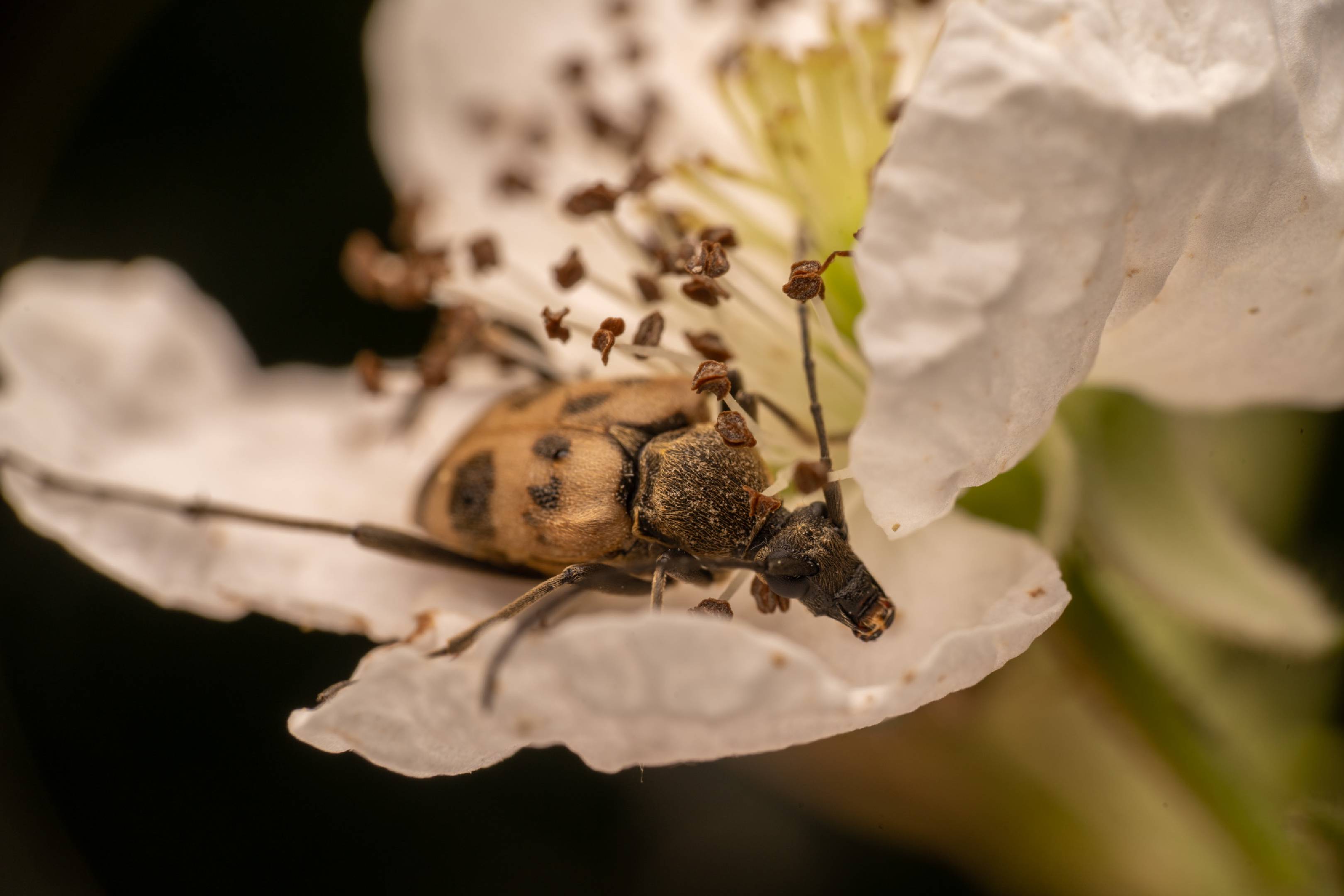 speckled longhorn beetle