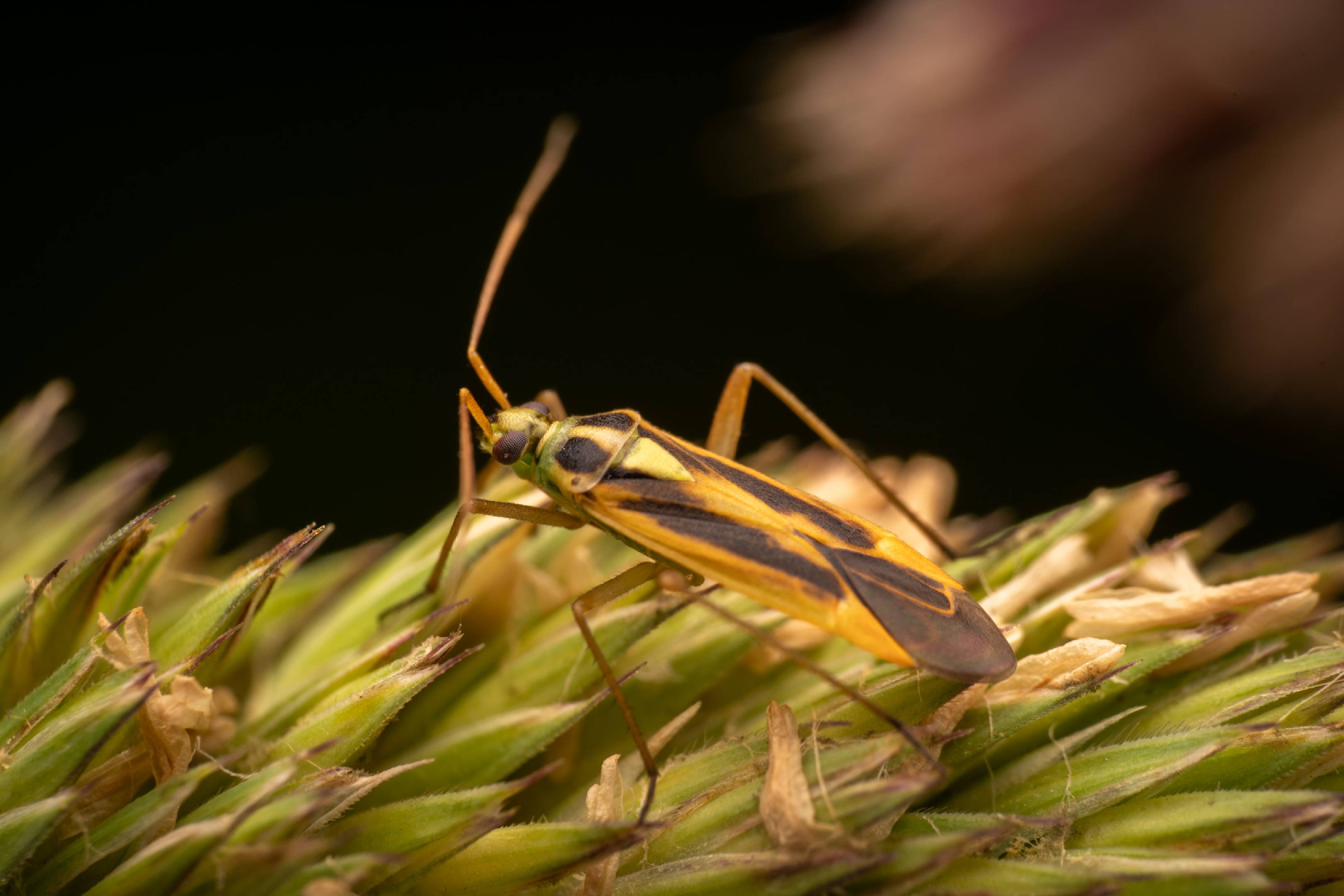 Two-spotted Grass Bug