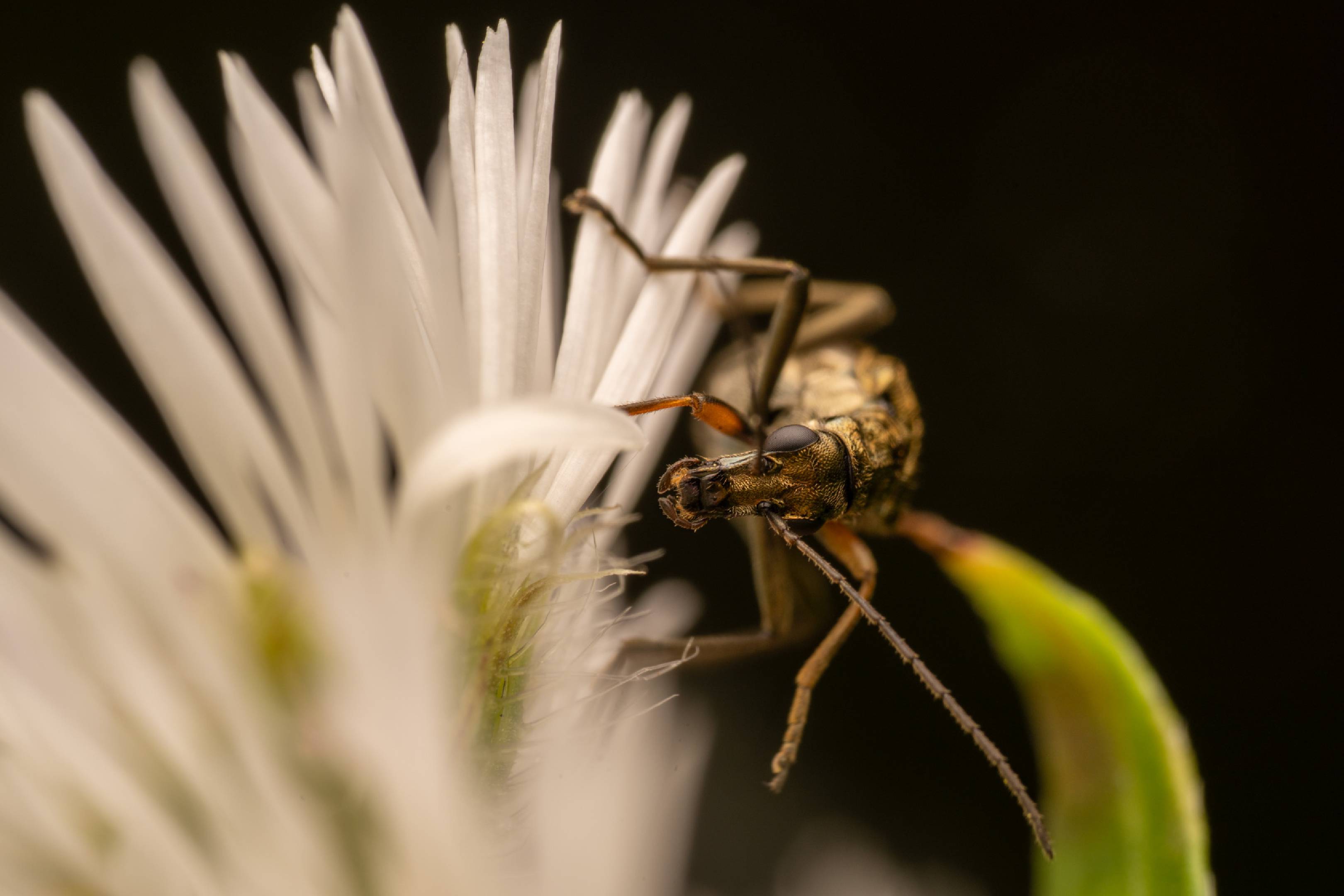 Yellow-legged Thick-legged Flower Beetle