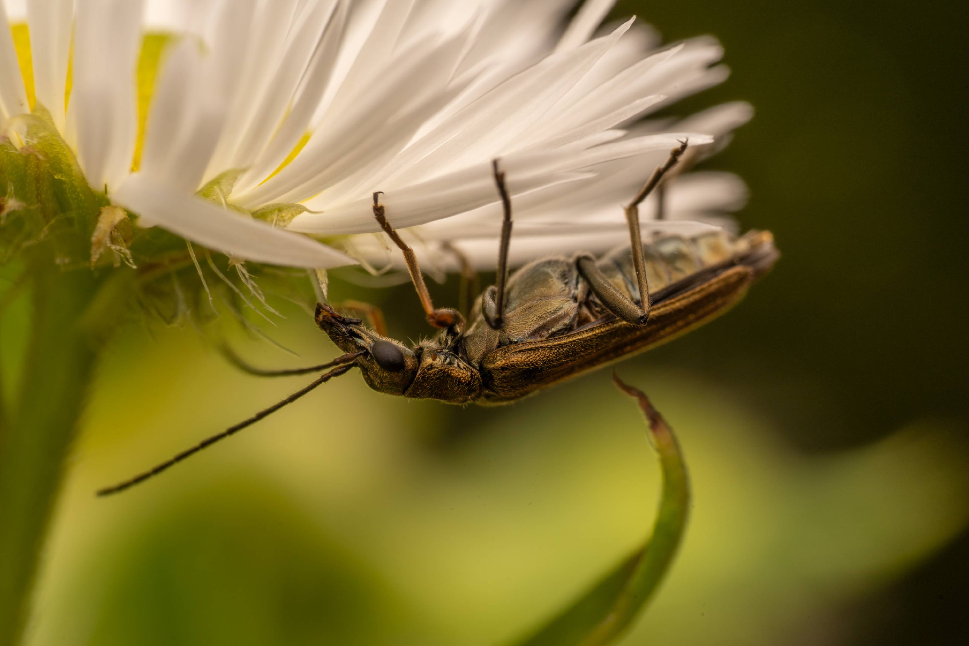 Yellow-legged Thick-legged Flower Beetle