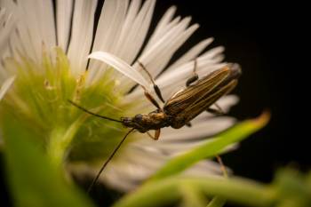 Yellow-legged Thick-legged Flower Beetle