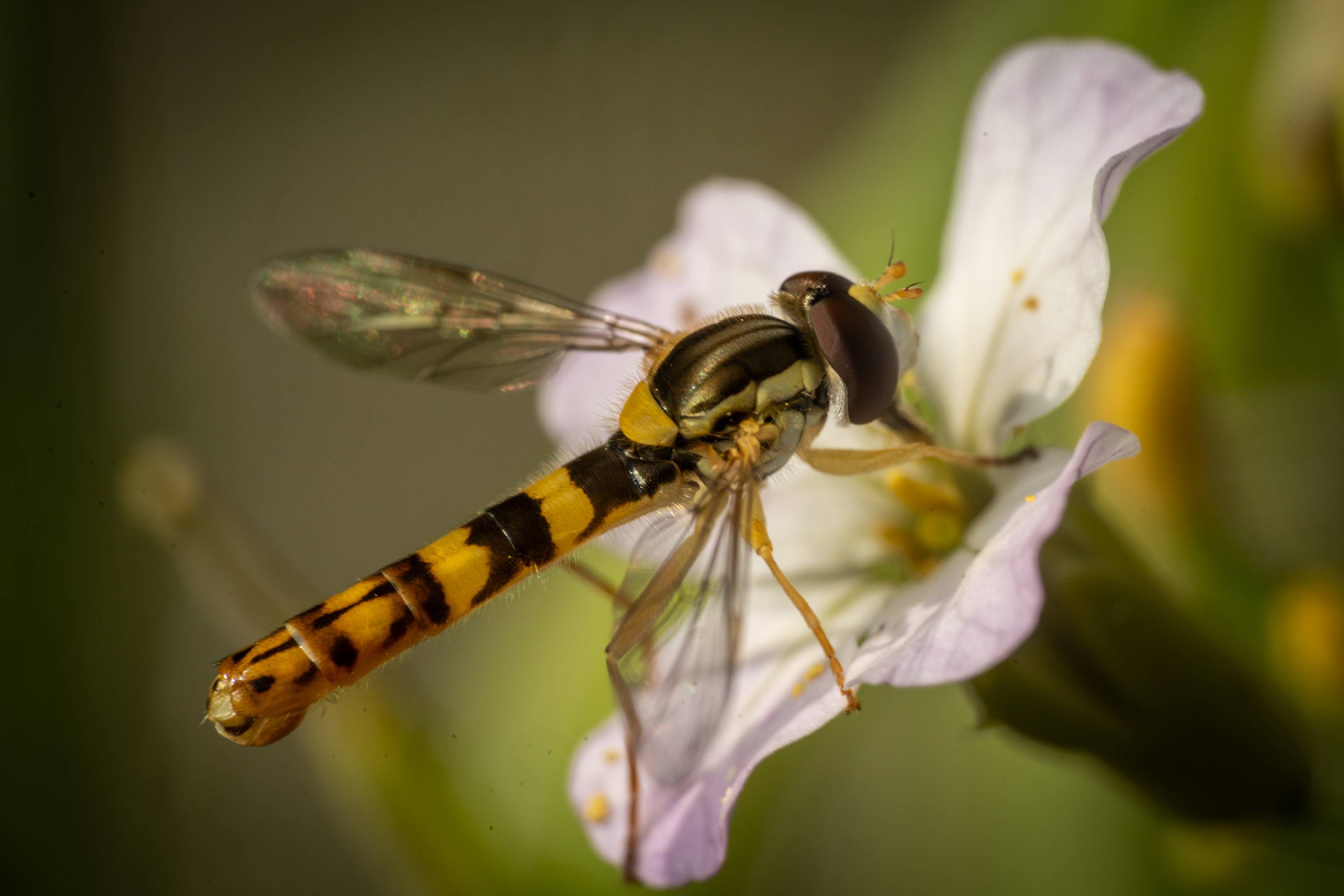 Common Globetail | Common Globetail