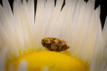 Varied Carpet Beetle | Varied Carpet Beetle