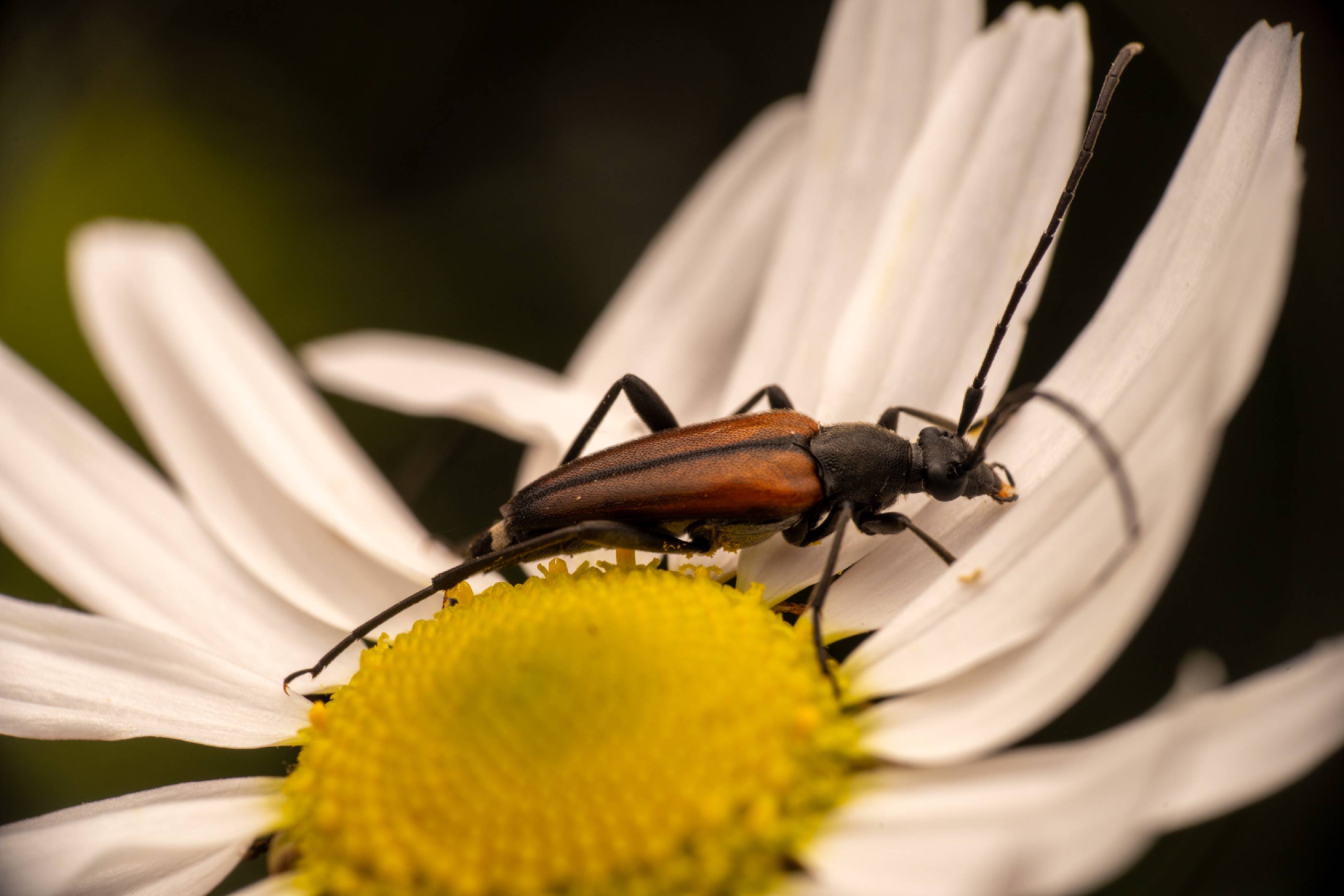 Black-striped Longhorn Beetle