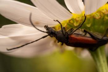 Black-striped Longhorn Beetle | Black-striped Longhorn Beetle
