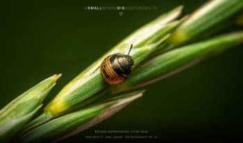 Brown marmorated stink bug