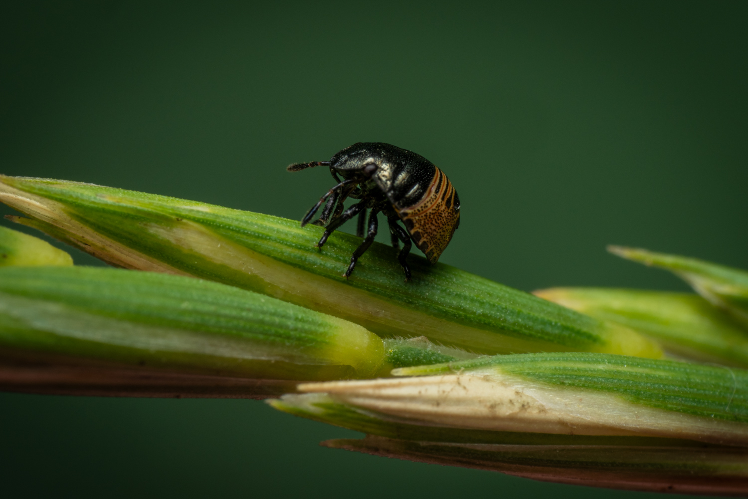 Brown marmorated stink bug