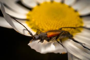 Black-striped Longhorn Beetle