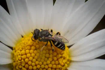 Oxybelus