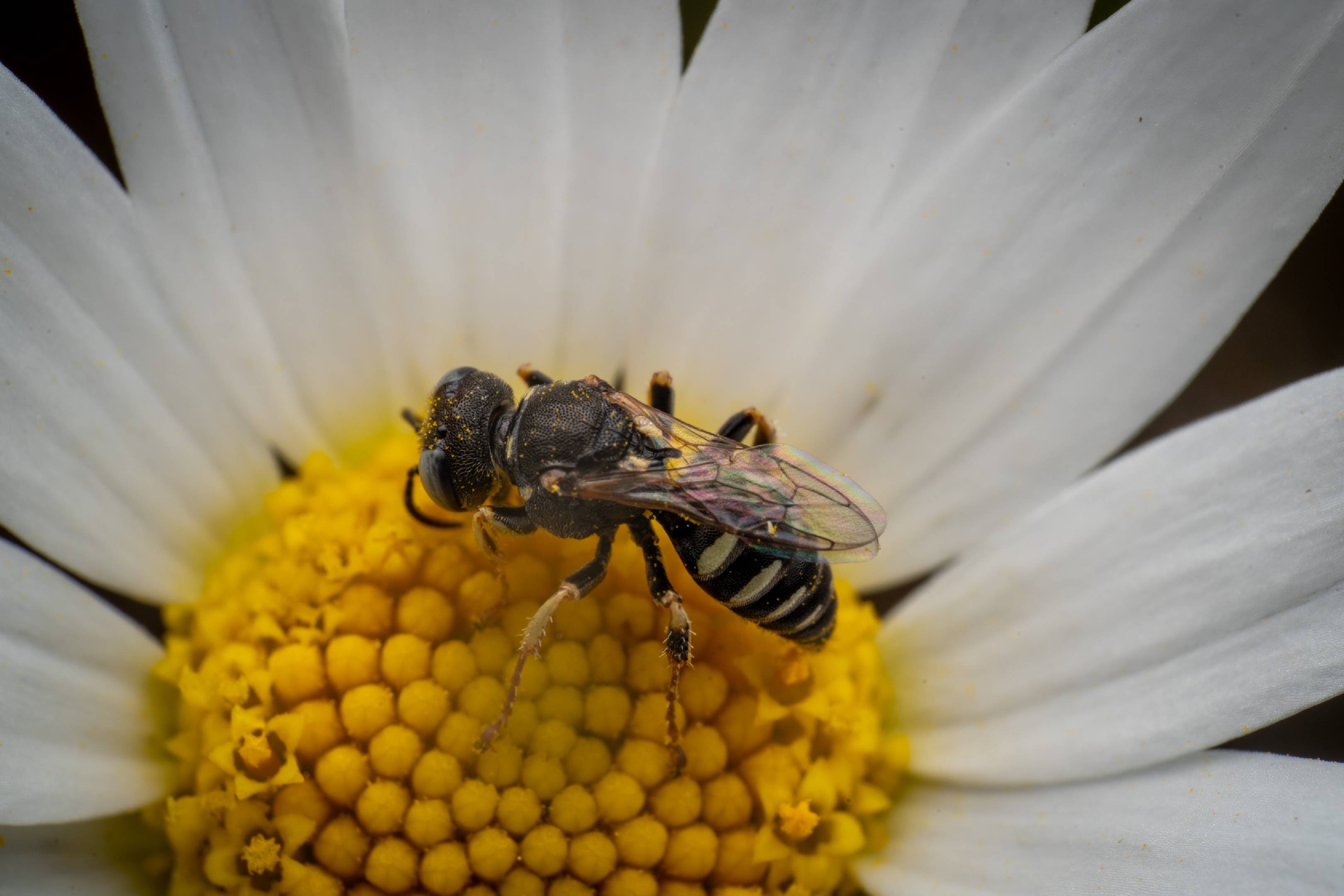 Oxybelus Wasps