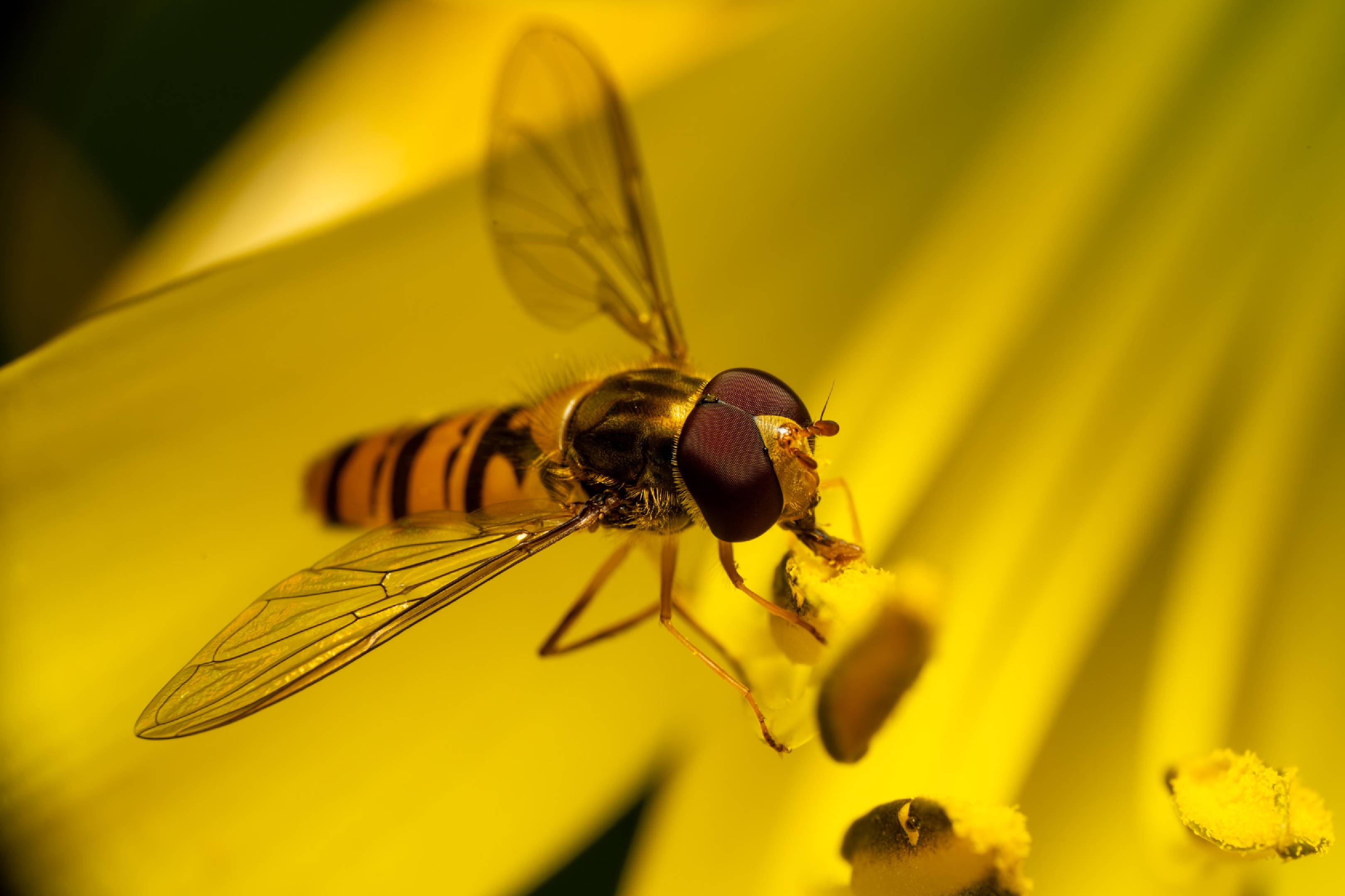 Marmalade Hover Fly