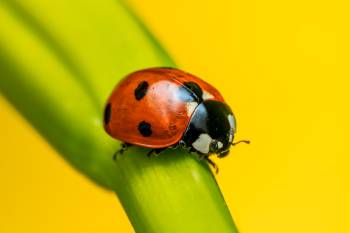 Seven-spotted Lady Beetle