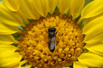 Sharp-collared Furrow Bee | Sharp-collared Furrow Bee