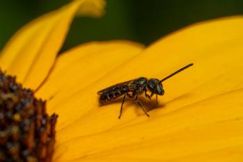 Sharp-collared Furrow Bee | Sharp-collared Furrow Bee