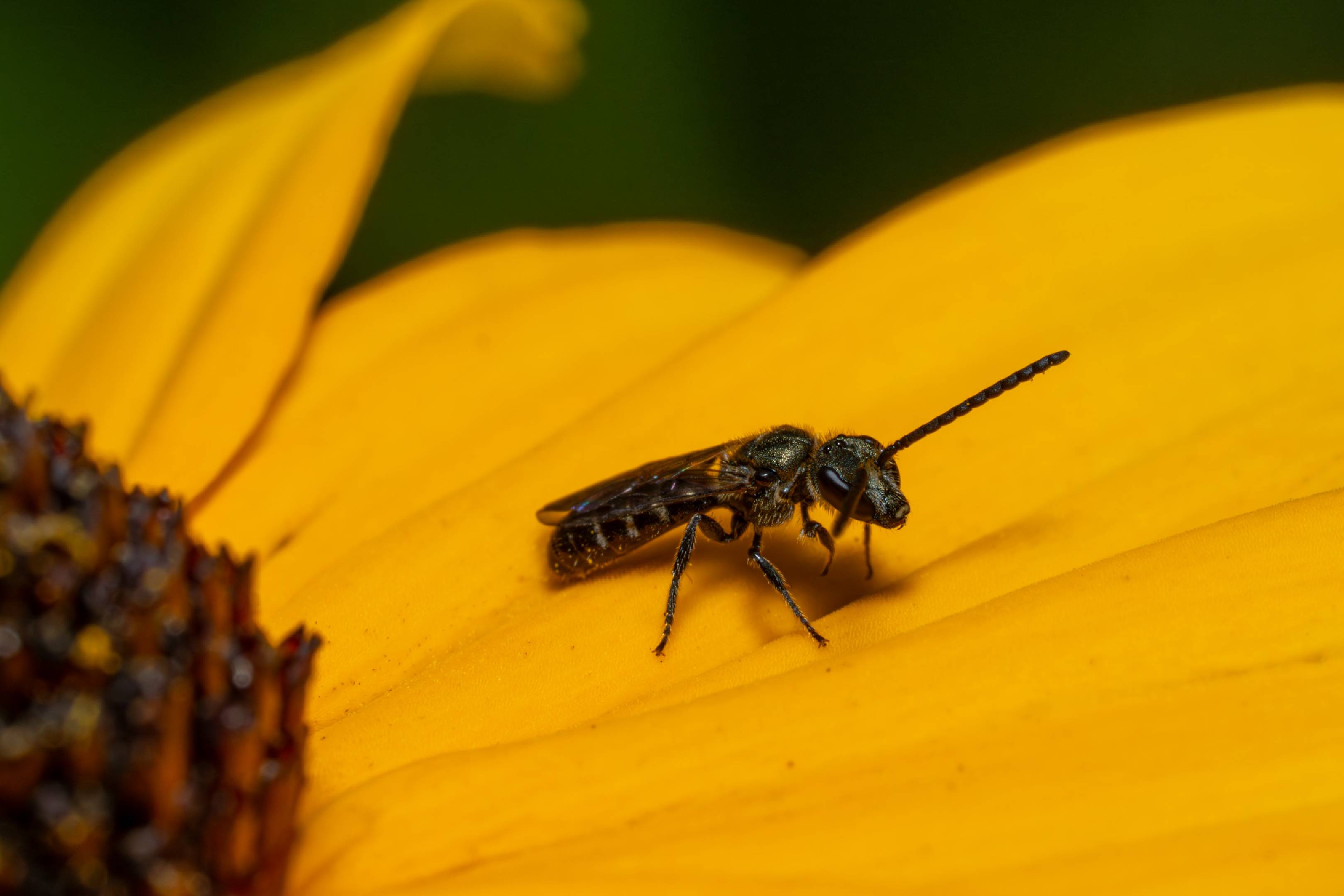 Sharp-collared Furrow Bee