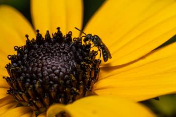 Sharp-collared Furrow Bee | Sharp-collared Furrow Bee
