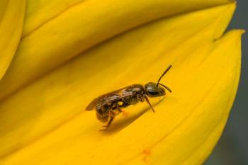 Sharp-collared Furrow Bee