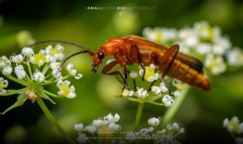 Common red soldier beetle