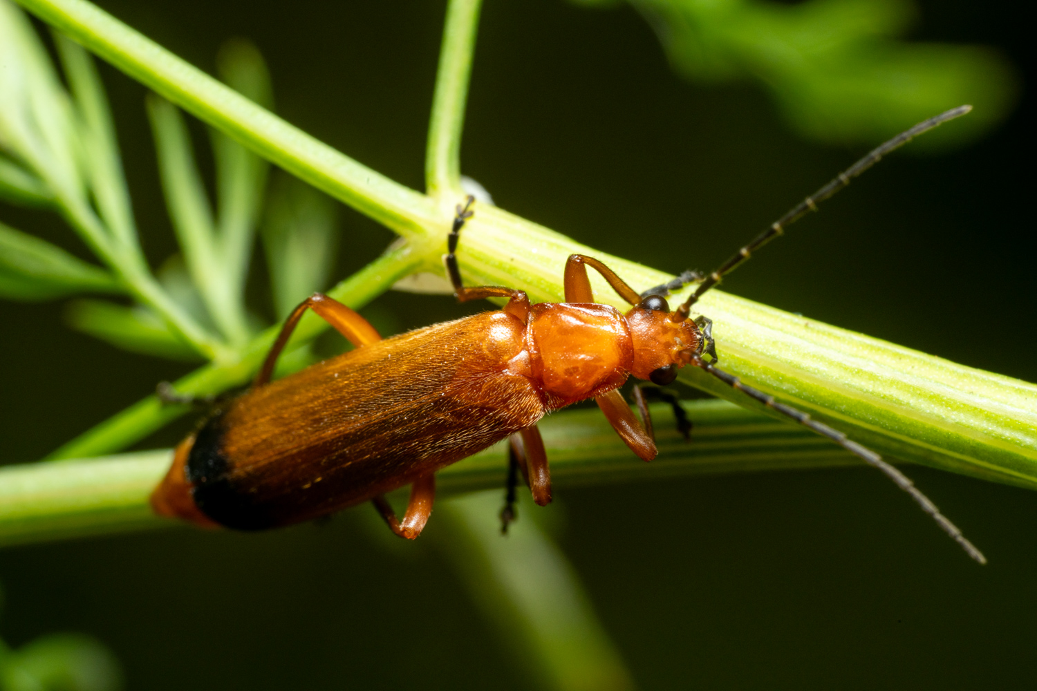 Common red soldier beetle