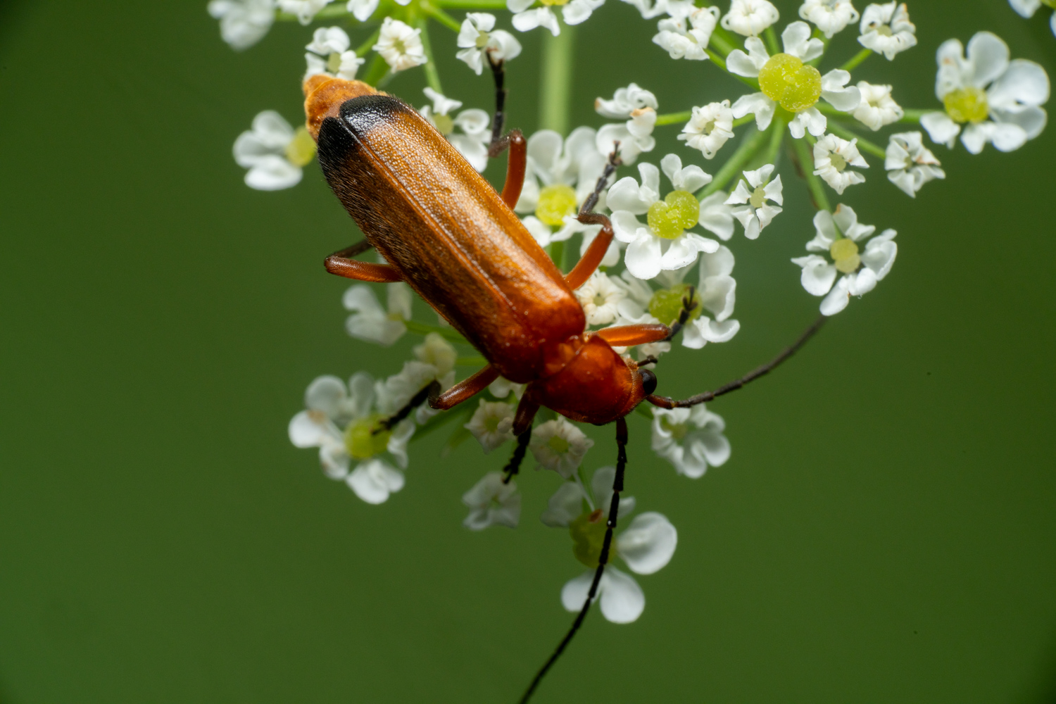 Common red soldier beetle