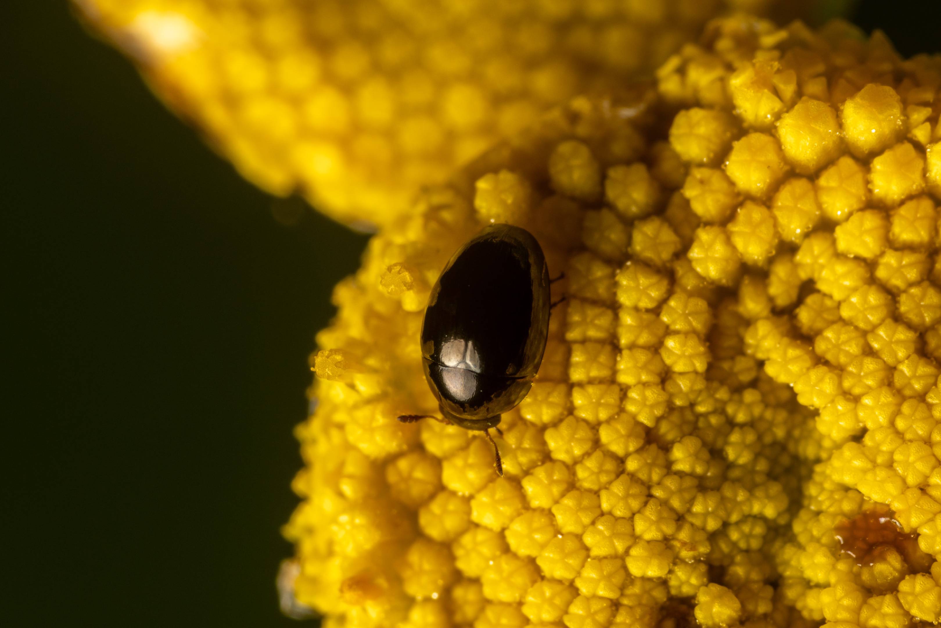 Common Pollen Beetle