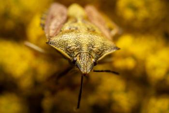 Black-shouldered Shieldbug