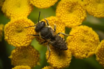 Alfalfa Leafcutter Bee