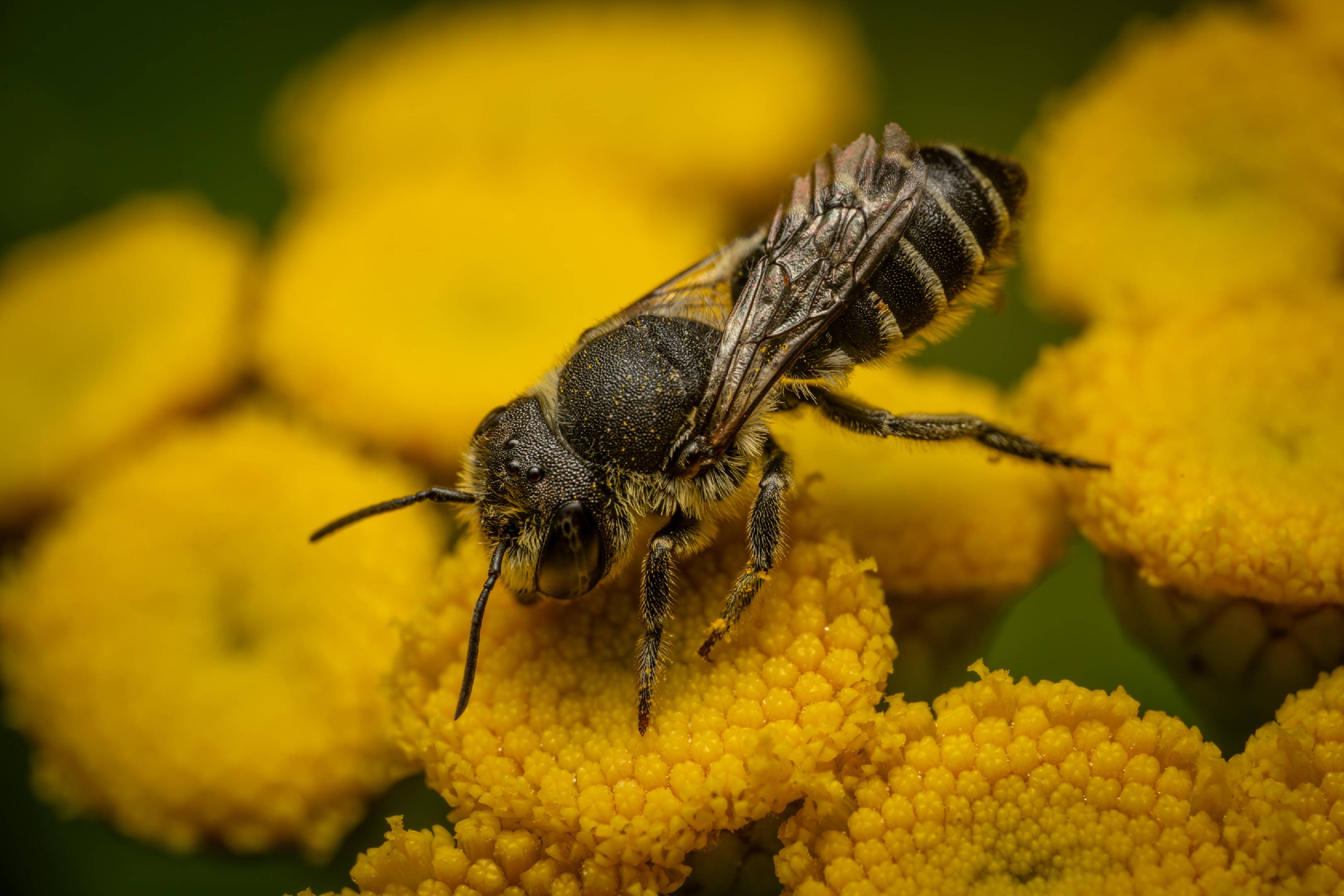 Alfalfa Leafcutter Bee