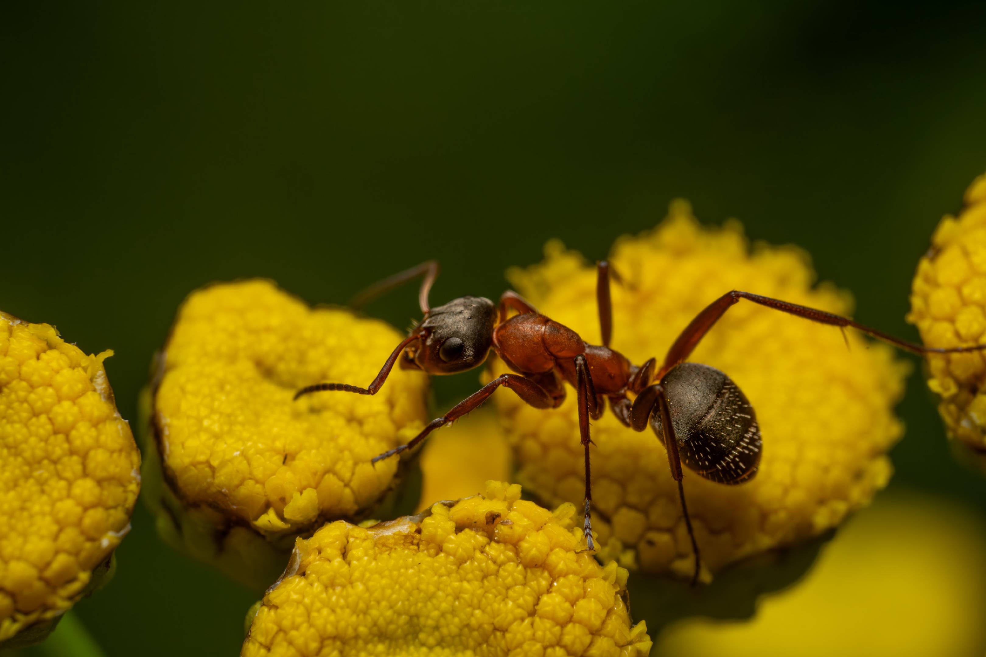 Red-barbed Ant