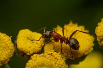 Red-barbed Ant | Red-barbed Ant