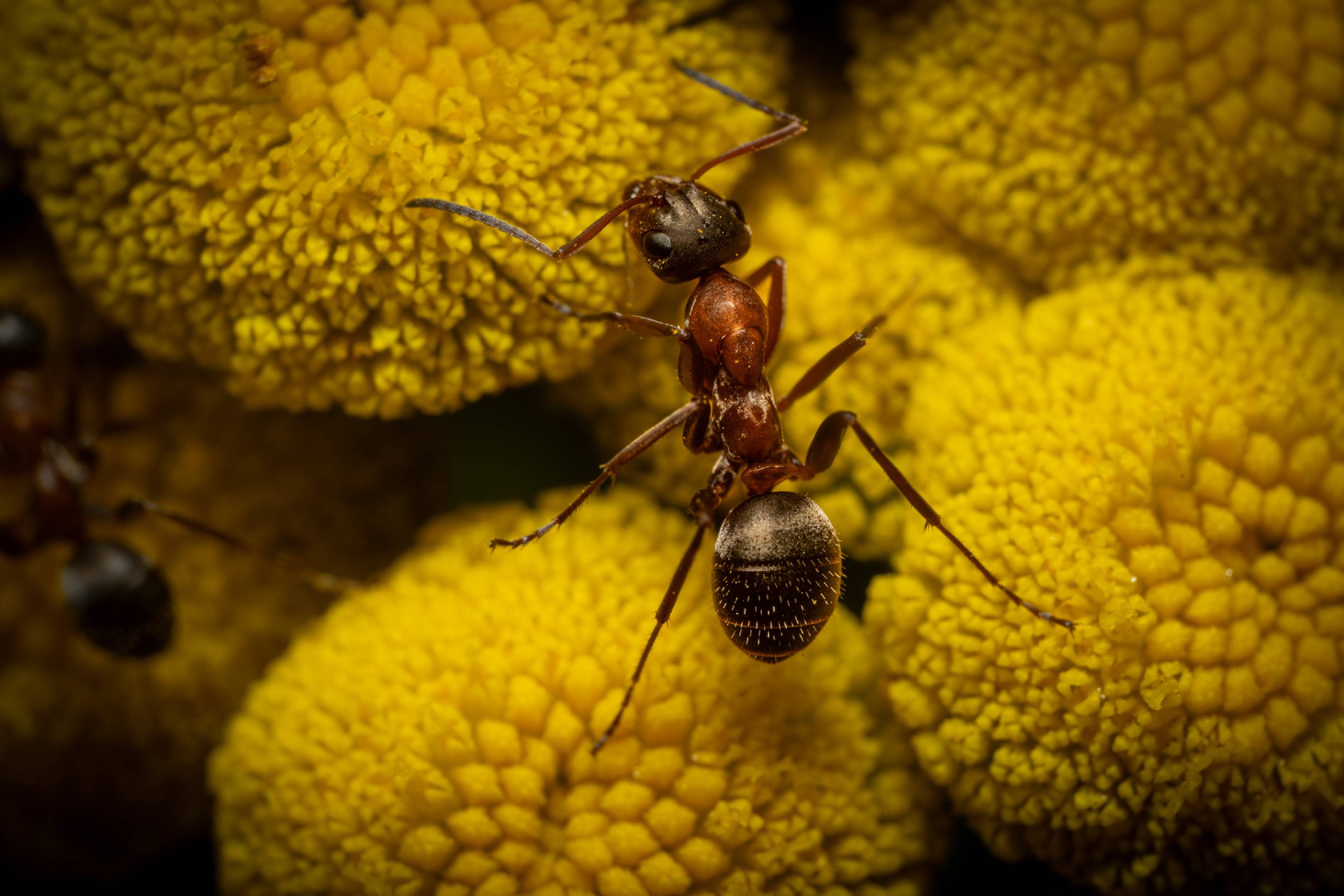 Red-barbed Ant