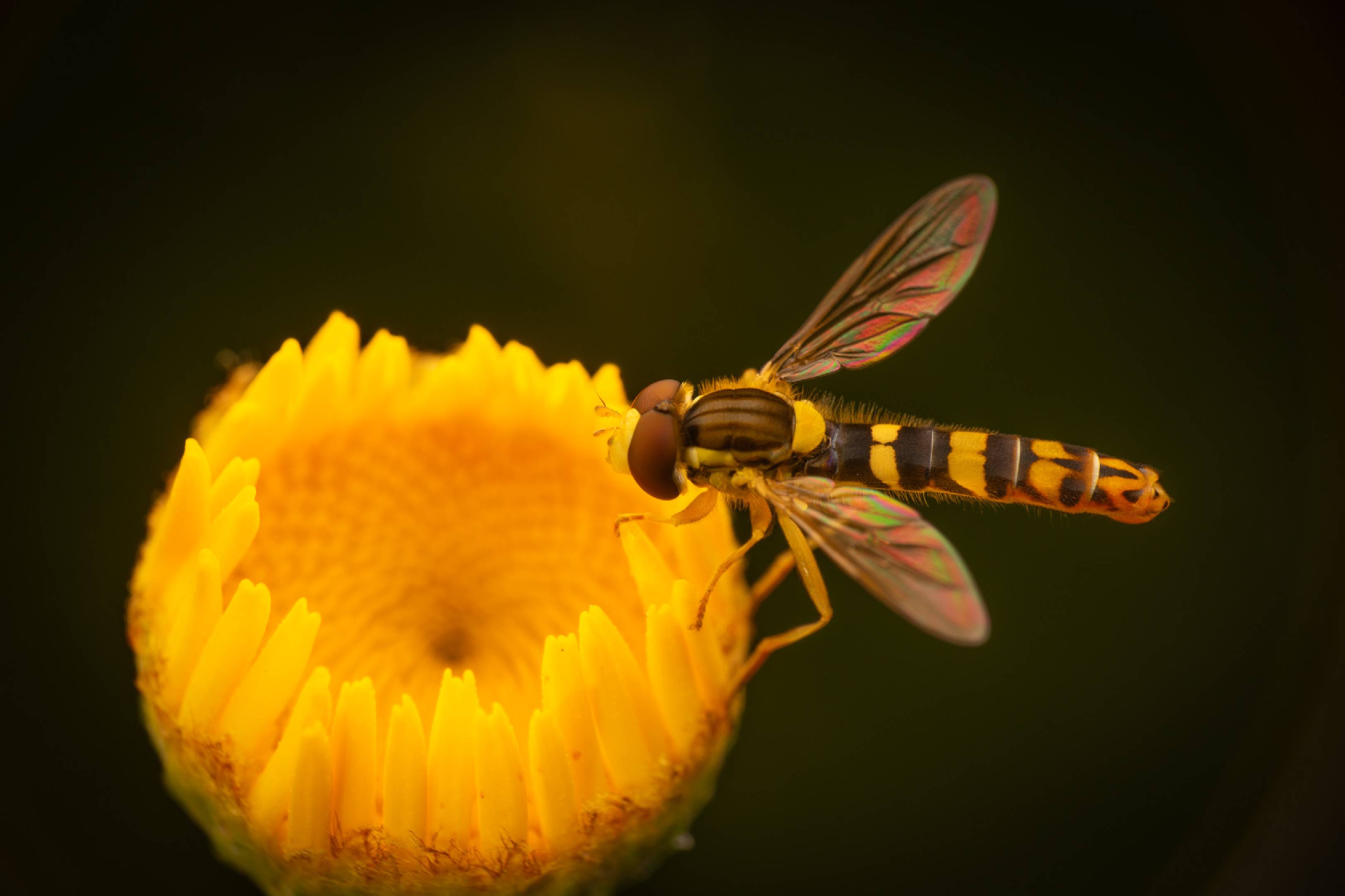 Common Globetail