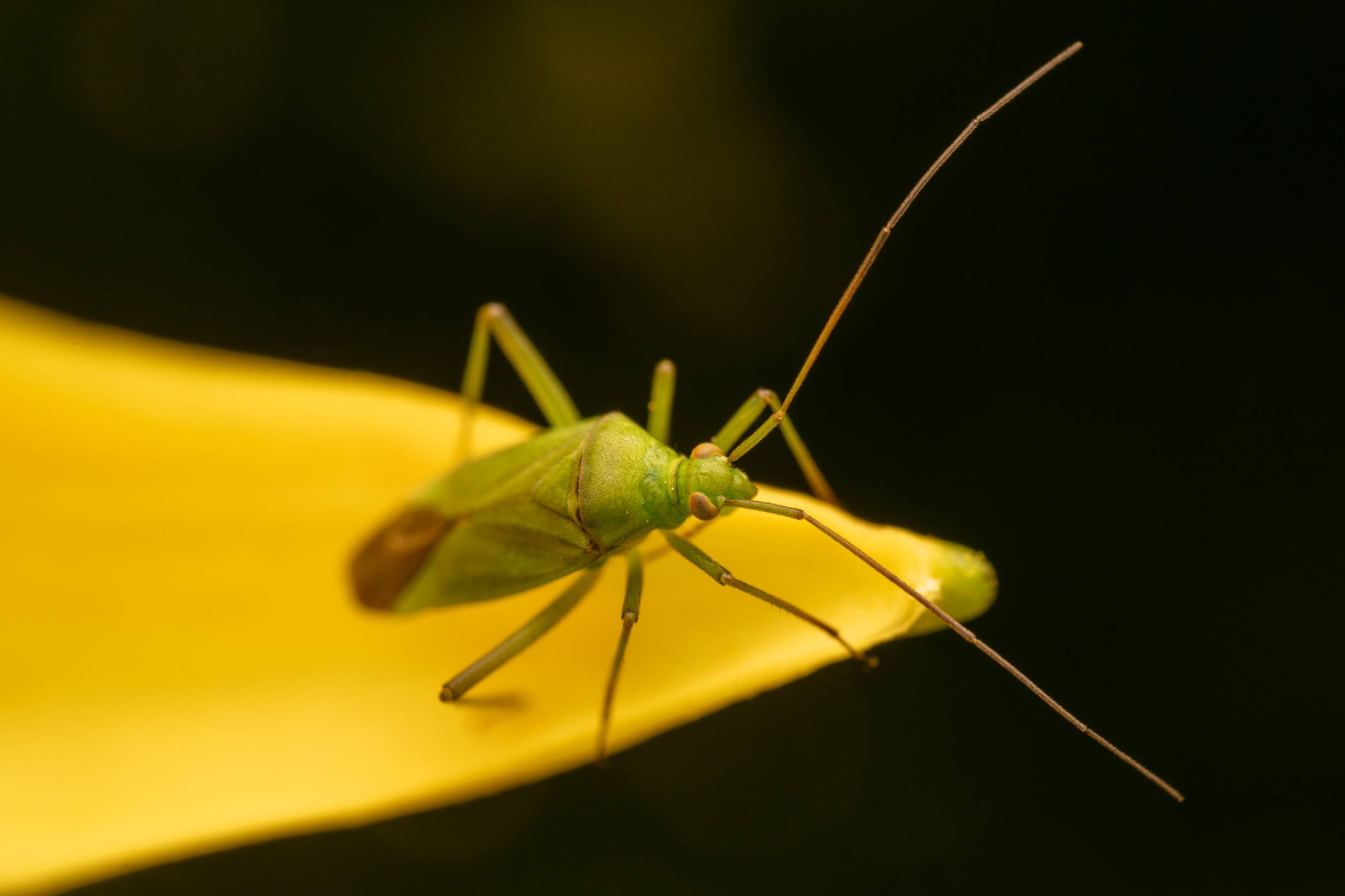 Calocoris affinis