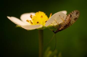 Variegated Brown Lacewing