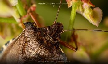 Red-legged shieldbug