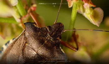 Red-legged shieldbug