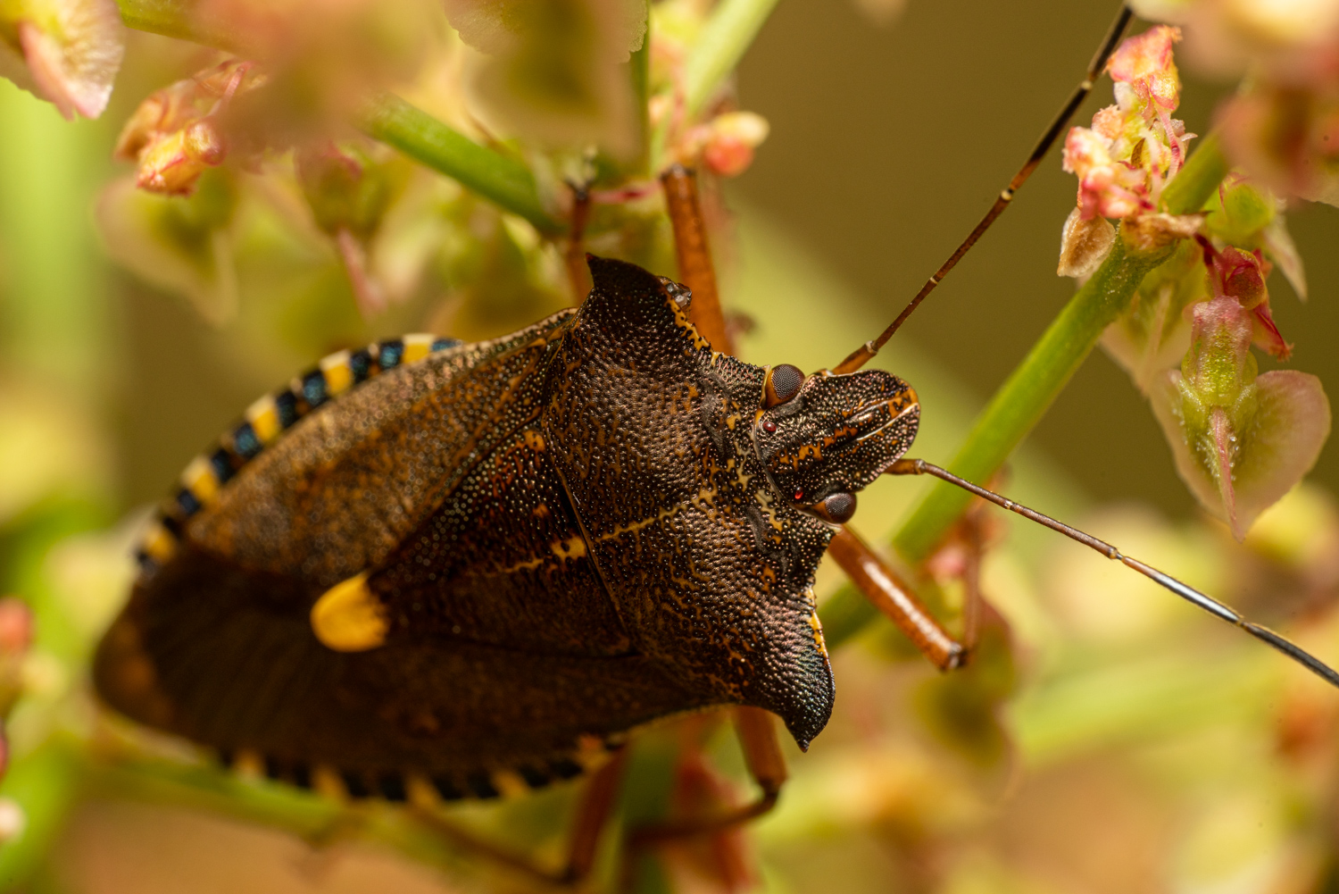 Red-legged shieldbug