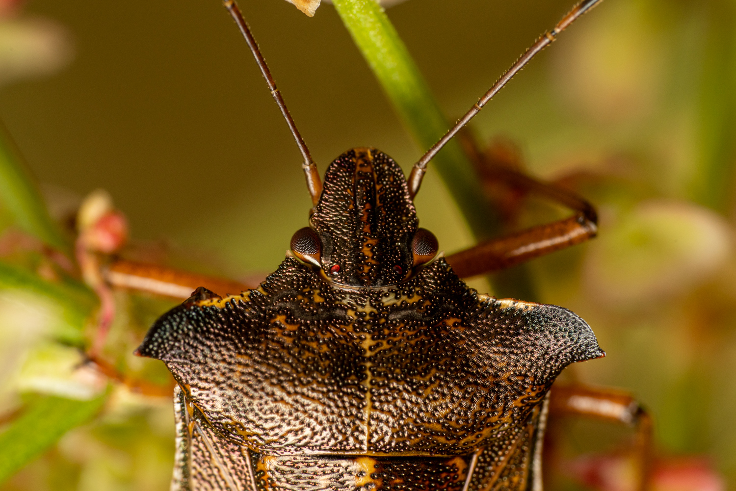 Red-legged shieldbug