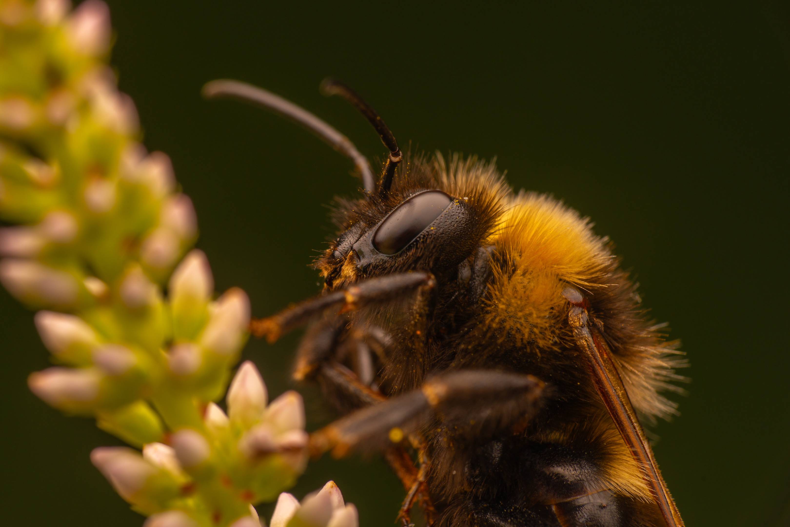 Garden Bumble Bee