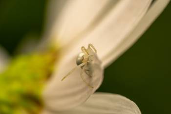 Goldenrod Crab Spider | Goldenrod Crab Spider