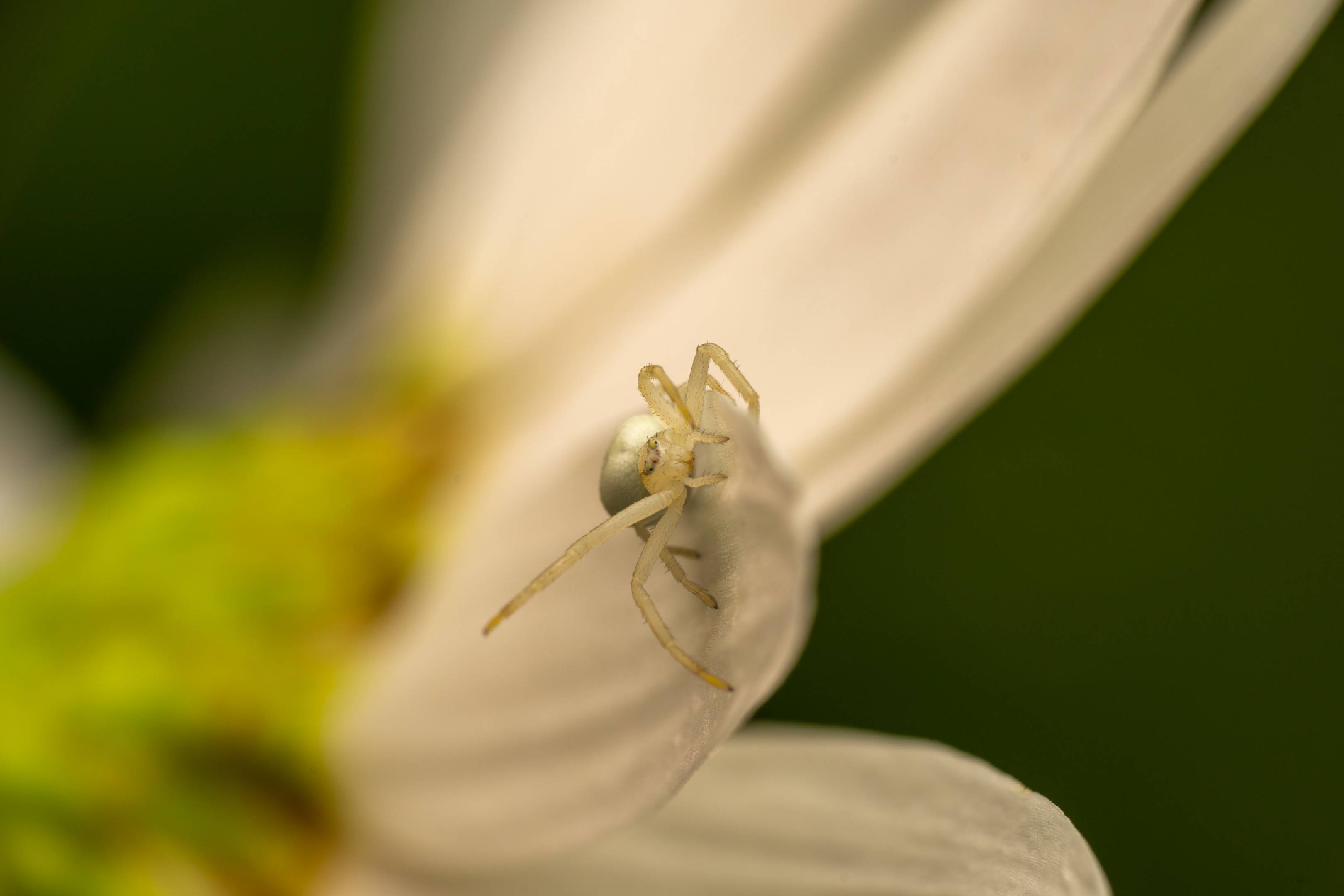 Goldenrod Crab Spider