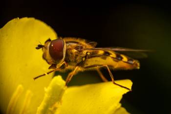 Yellow-bowed Smoothwing