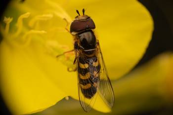 Yellow-bowed Smoothwing | Yellow-bowed Smoothwing