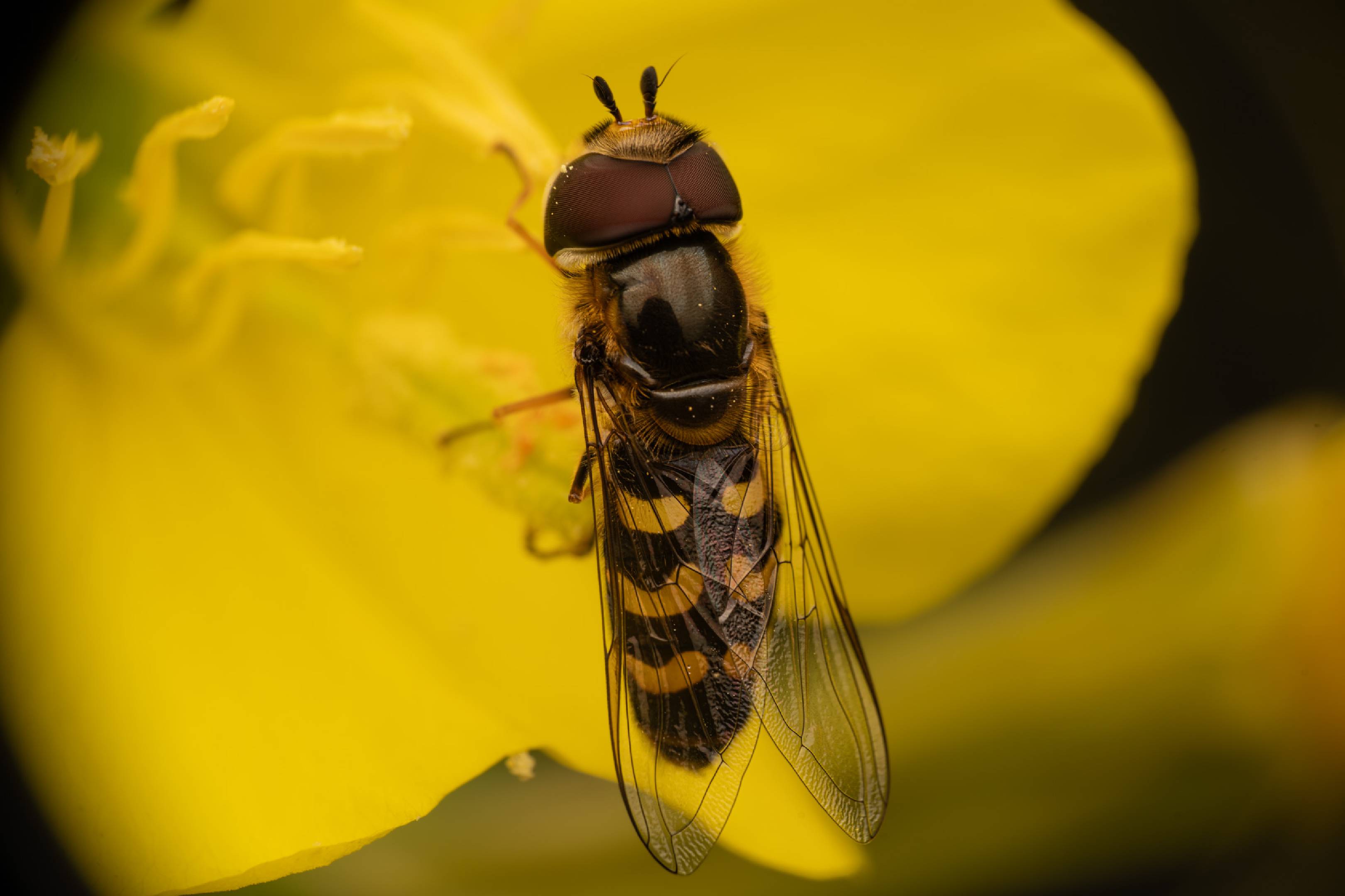 Yellow-bowed Smoothwing